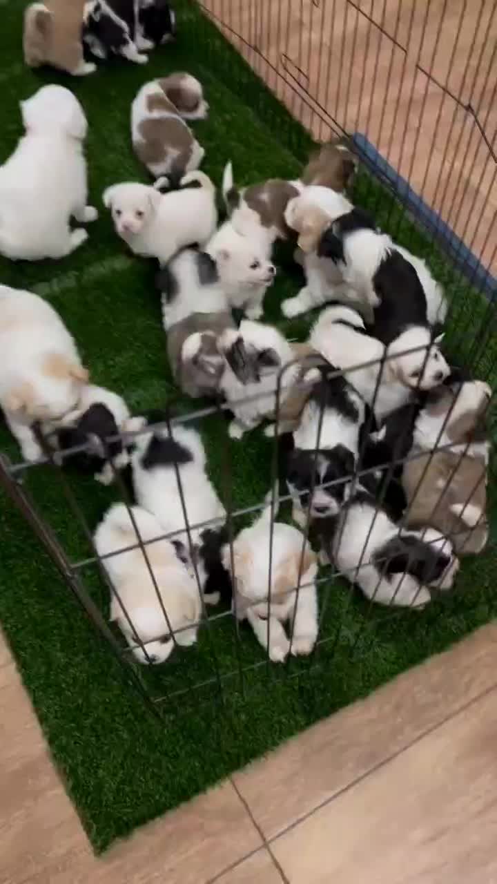 توله سگ های عروسکی خوشکل|سگ|شیراز, جوادیه|دیوار