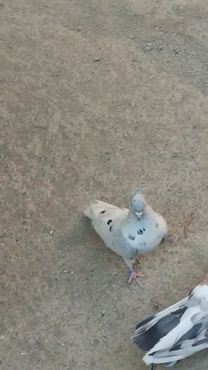 سرور کاکلی نر عطیقه|پرنده|کمیجان, |دیوار