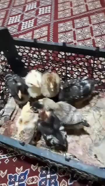 جوجه مرغ محلی|حیوانات مزرعه|خاش, |دیوار