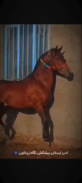 اسب|اسب و تجهیزات اسبسواری|ماکو, |دیوار