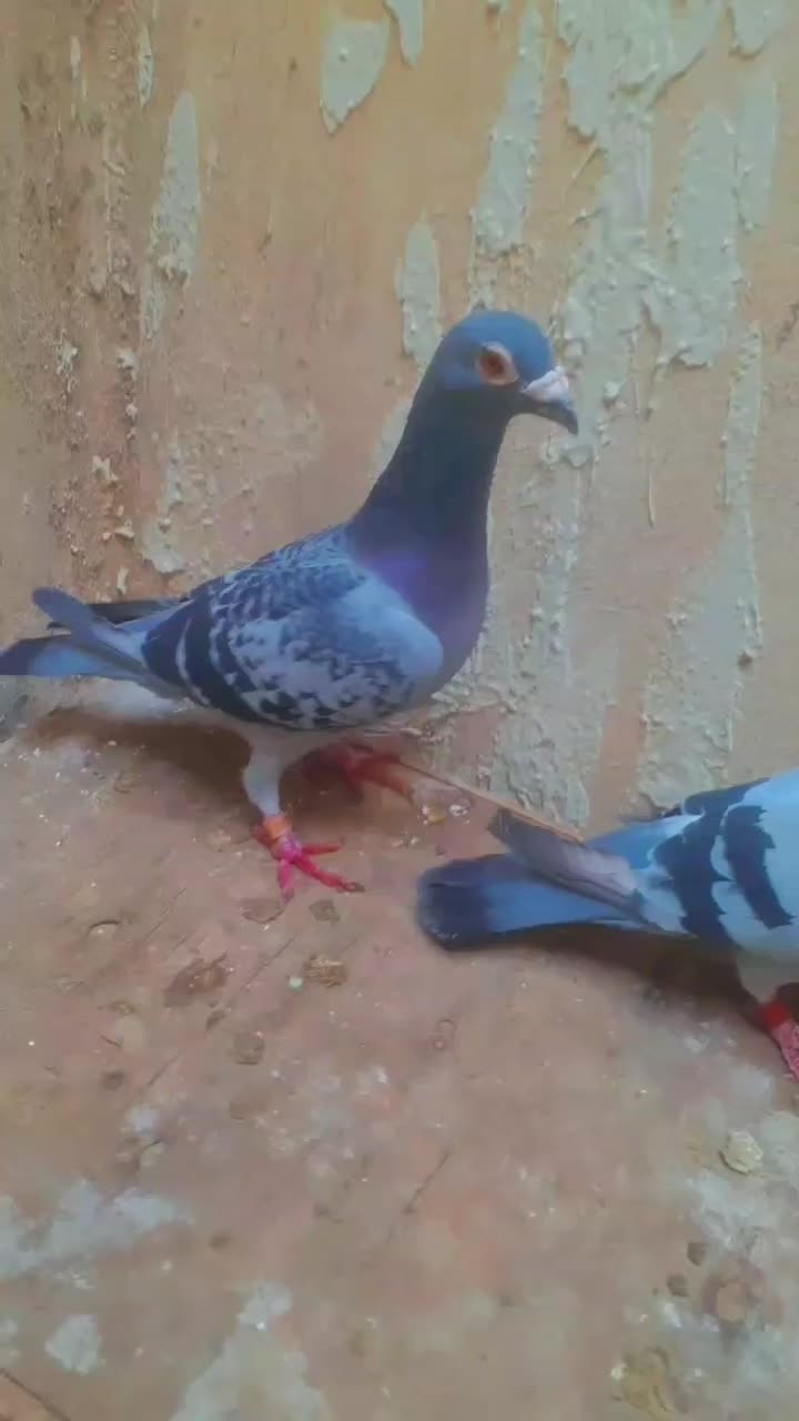 پرنده|پرنده|اهواز, معین زاده|دیوار