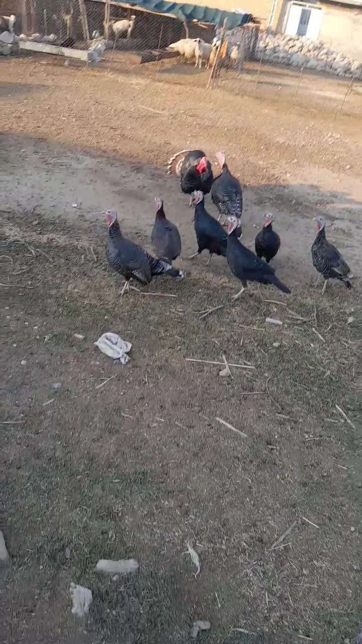 فروشی|حیوانات مزرعه|آبدانان, |دیوار