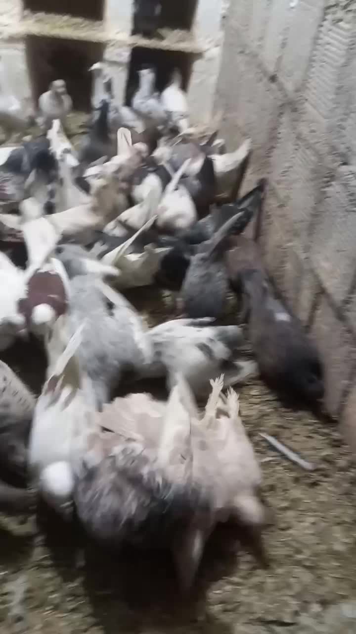 پلاکی، دورگ|پرنده|مبارکه, |دیوار