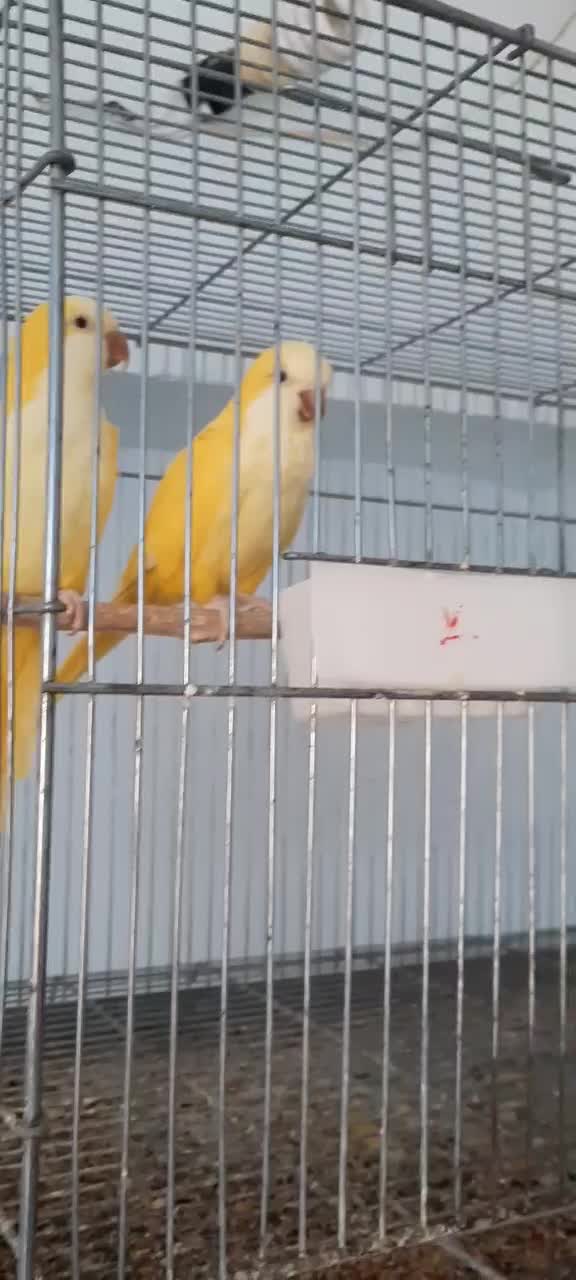 راهب لوتینو کارداده زمانتی|پرنده|میبد, |دیوار