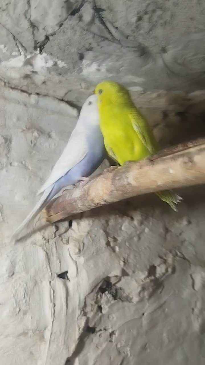 مرغ عشق|پرنده|زابل, |دیوار