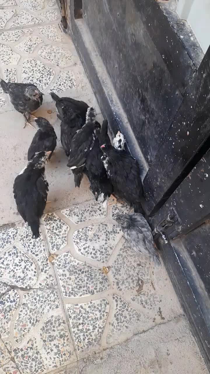 ۱۰ تا نیمچه گلین ۲ ماهه|حیوانات مزرعه|ساوه, |دیوار