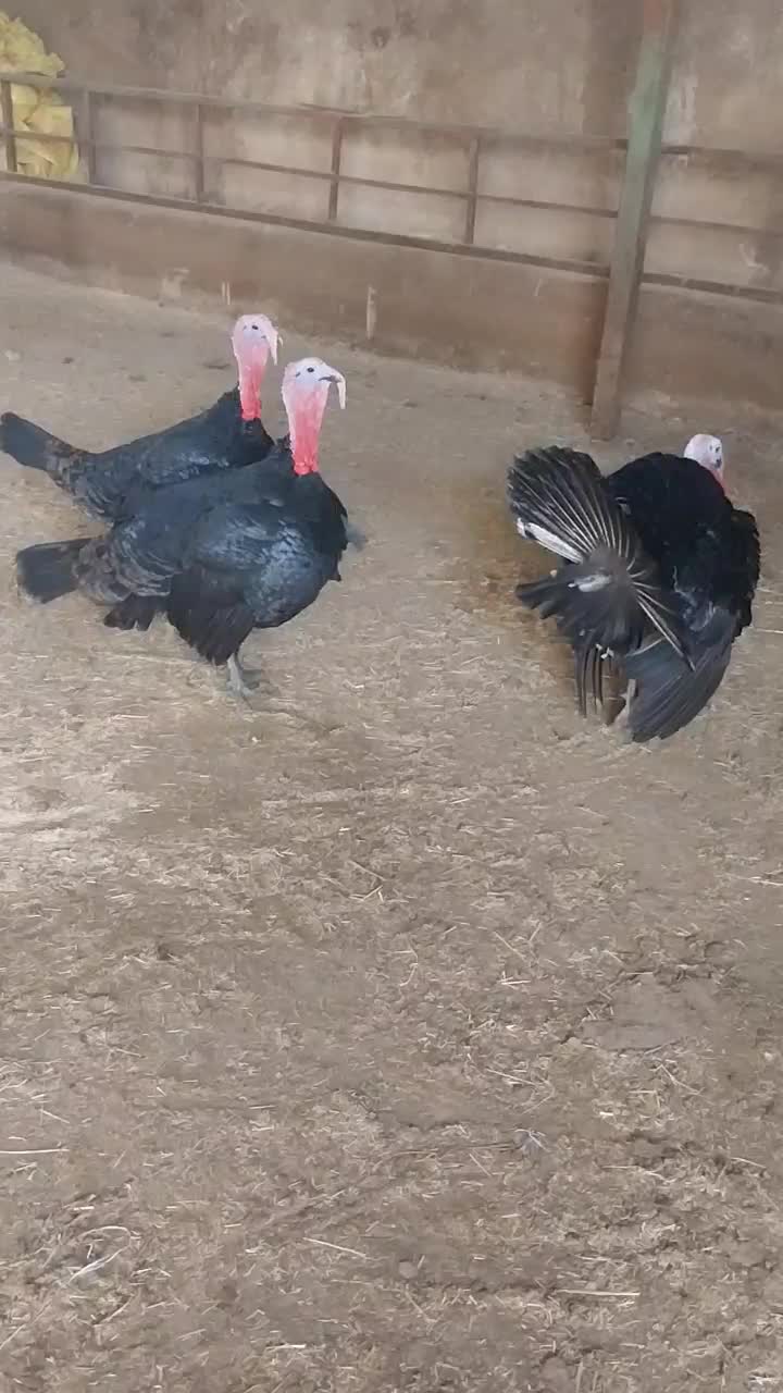 چهار‌بوقلمون‌محلی‌دوسال|حیوانات مزرعه|بوکان, |دیوار