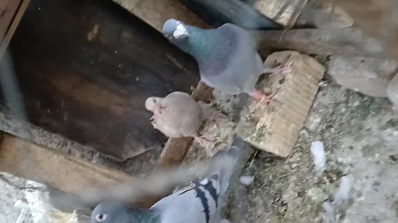 کفتر|پرنده|شیراز, شهرک کوشکک|دیوار