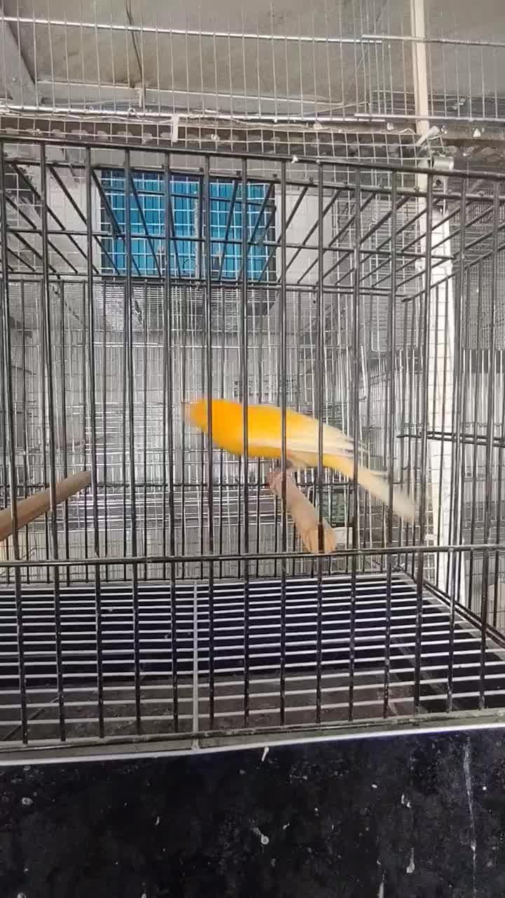 قناری رسمی بلند|پرنده|سبزوار, جوادیه غربی|دیوار