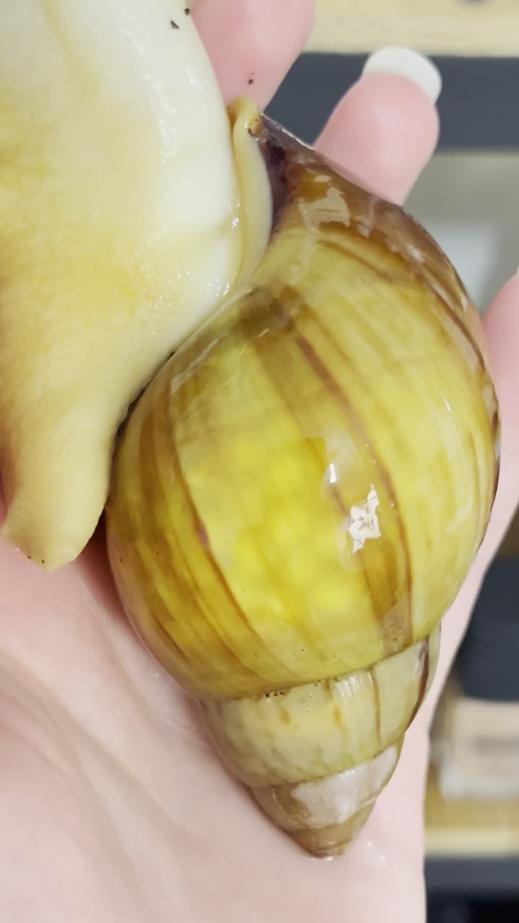 جوجه حلزون|خزنده|اصفهان, شهرک امام خمینی|دیوار