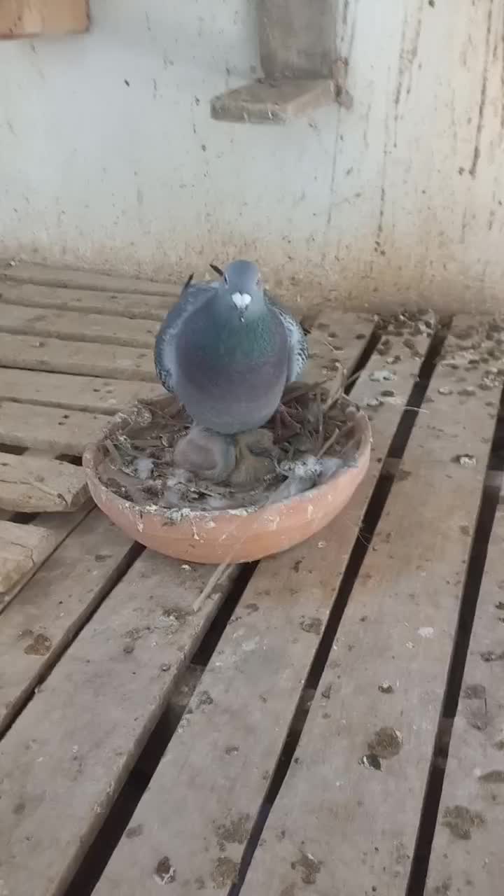 فروشی|پرنده|خرمشهر, |دیوار