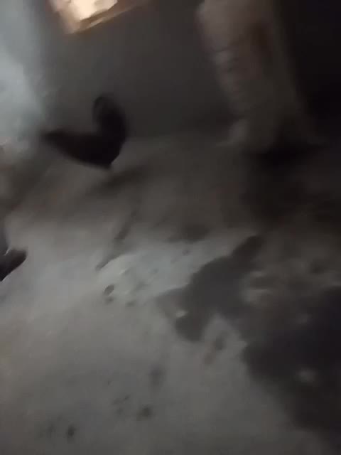 خوروس|حیوانات مزرعه|گرمخان, |دیوار