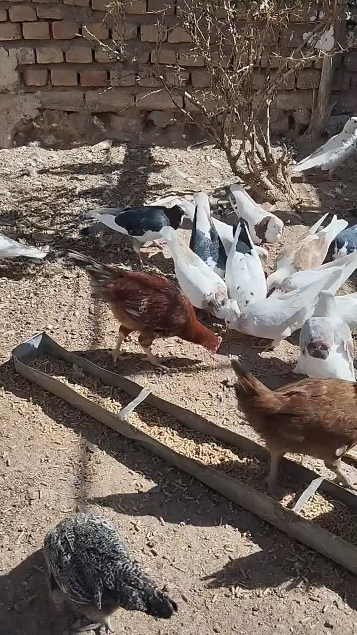فروش یکجا کفتر و مرغ محلی|پرنده|بیرجند, |دیوار