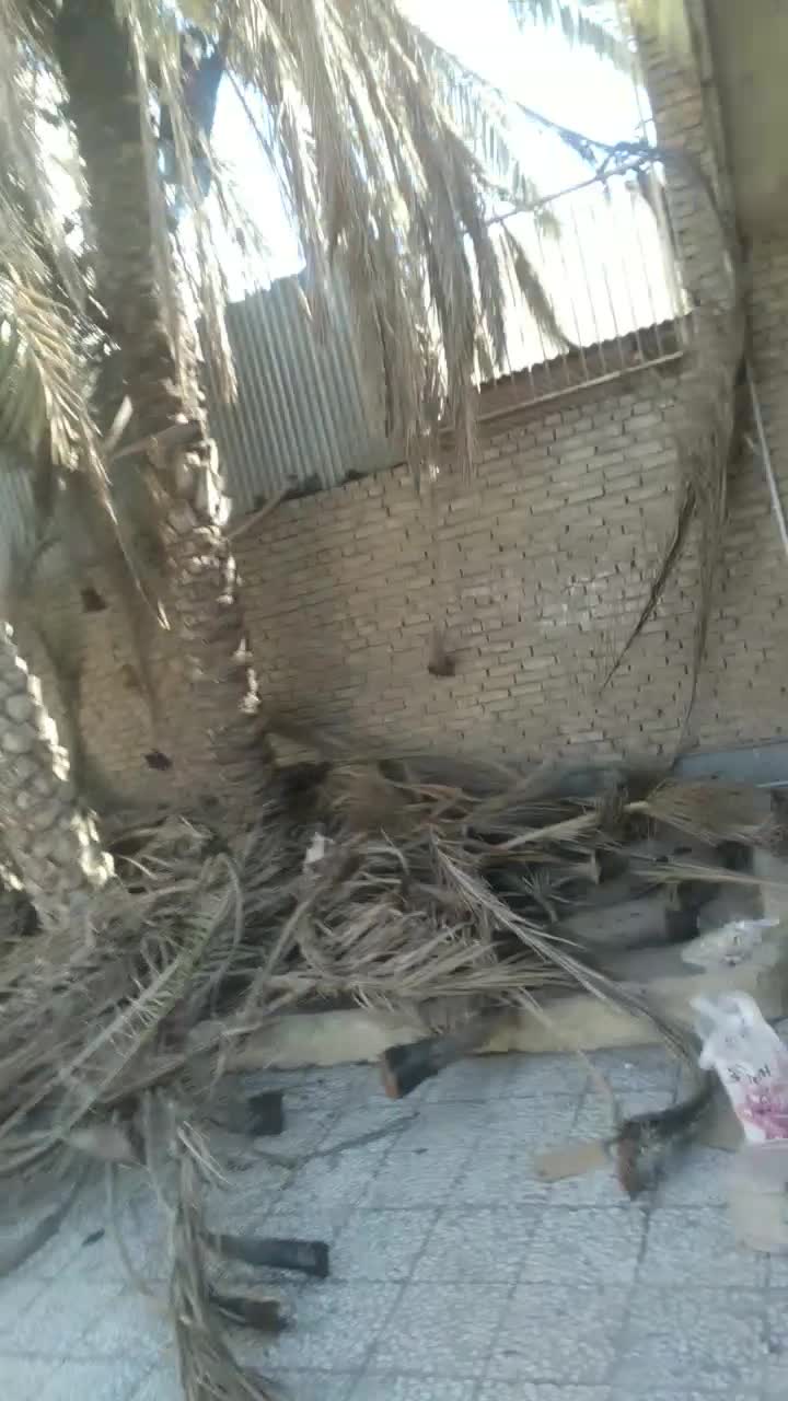 بریدن نخل قطع نخل هرس نخل تمیز کردن نخل سمپاشی|خدمات باغبانی و درختکاری|اهواز, کیانپارس |دیوار