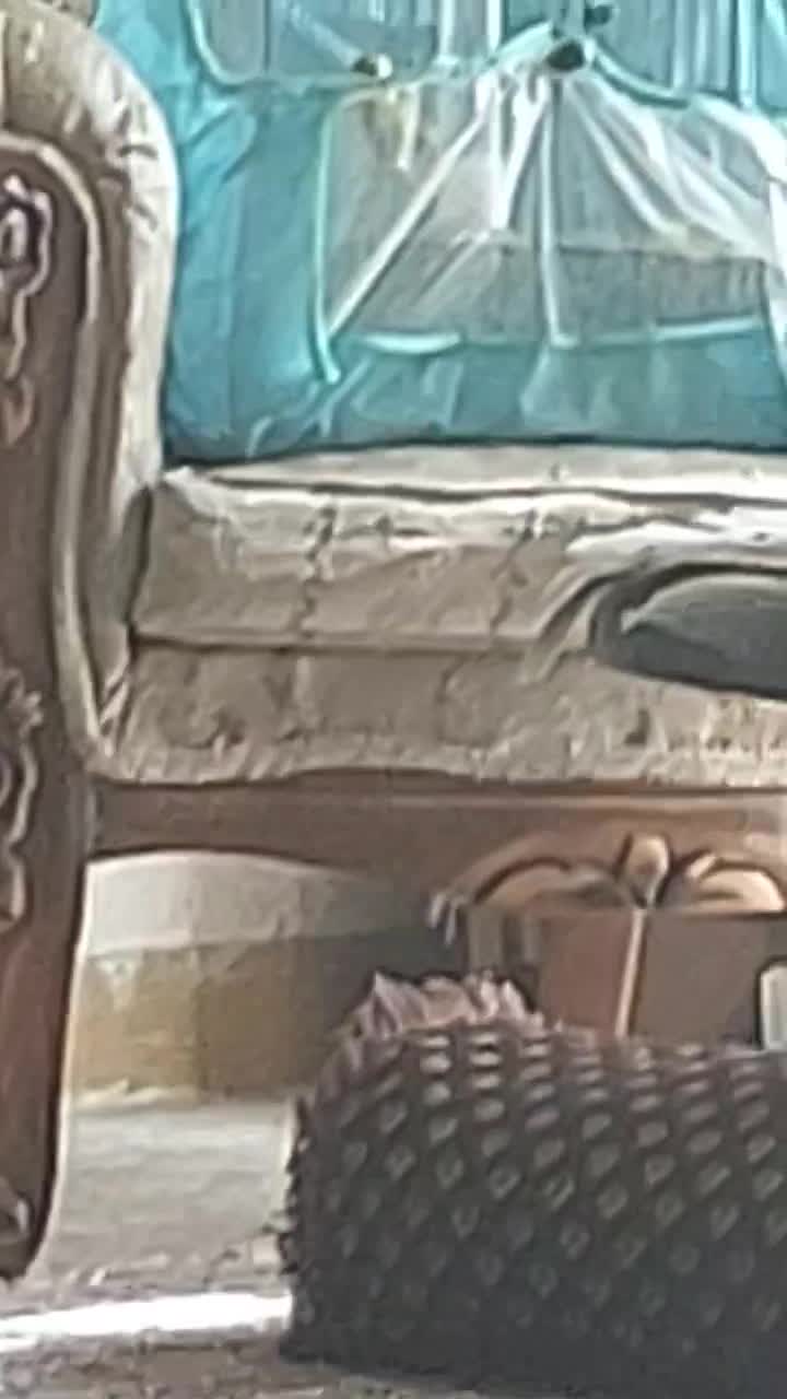 پرنده قناری مست|پرنده|شیراز, درکی|دیوار