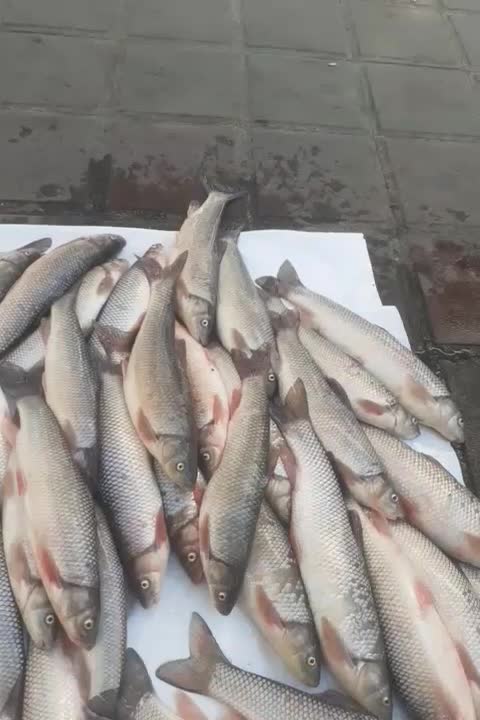 سفیدماهی وسیاه کولی|ماهی|صومعه‌سرا, |دیوار