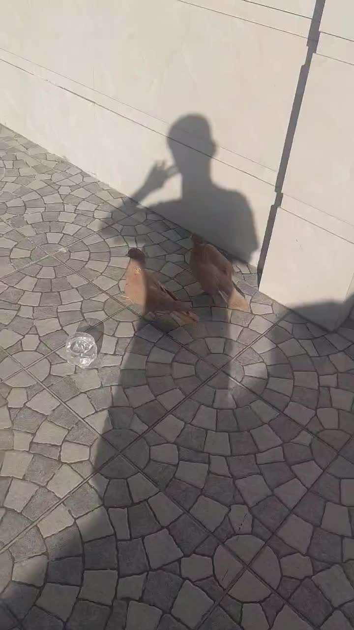 کبوتر زرد|پرنده|فسا, |دیوار