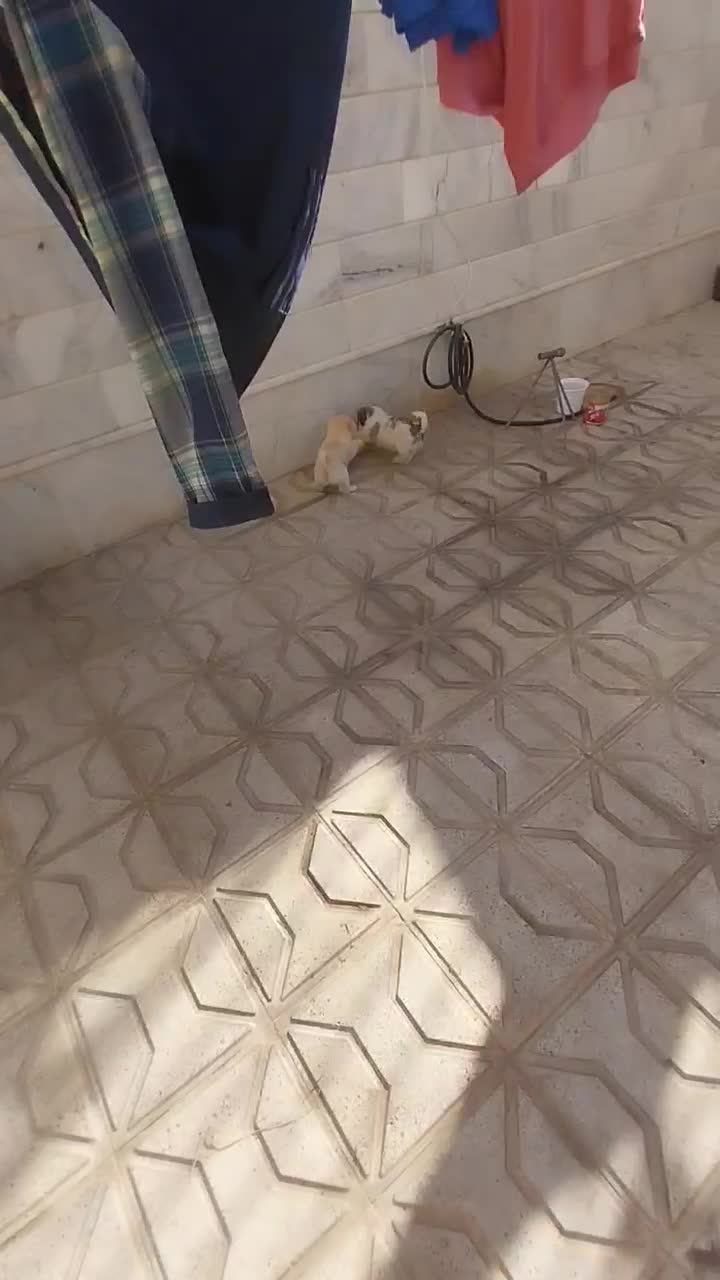 سگ پاکوتاه دوماهه نژادپاپیلون|سگ|بجنورد, |دیوار