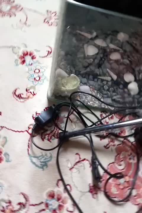 آکواریوم|ماهی|بندرعباس, |دیوار