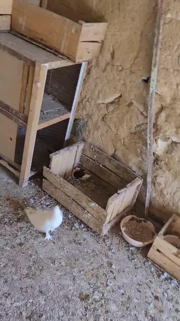 سفید نر گره|پرنده|لامرد, |دیوار