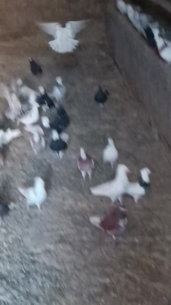 کبوتر|پرنده|دیواندره, |دیوار