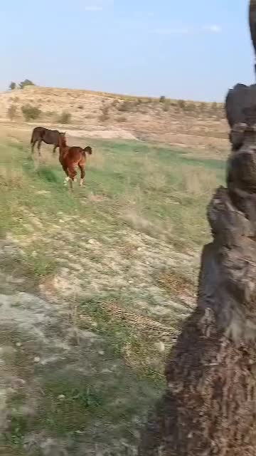 کره اسب نریون|اسب و تجهیزات اسب‌سواری|کازرون, |دیوار