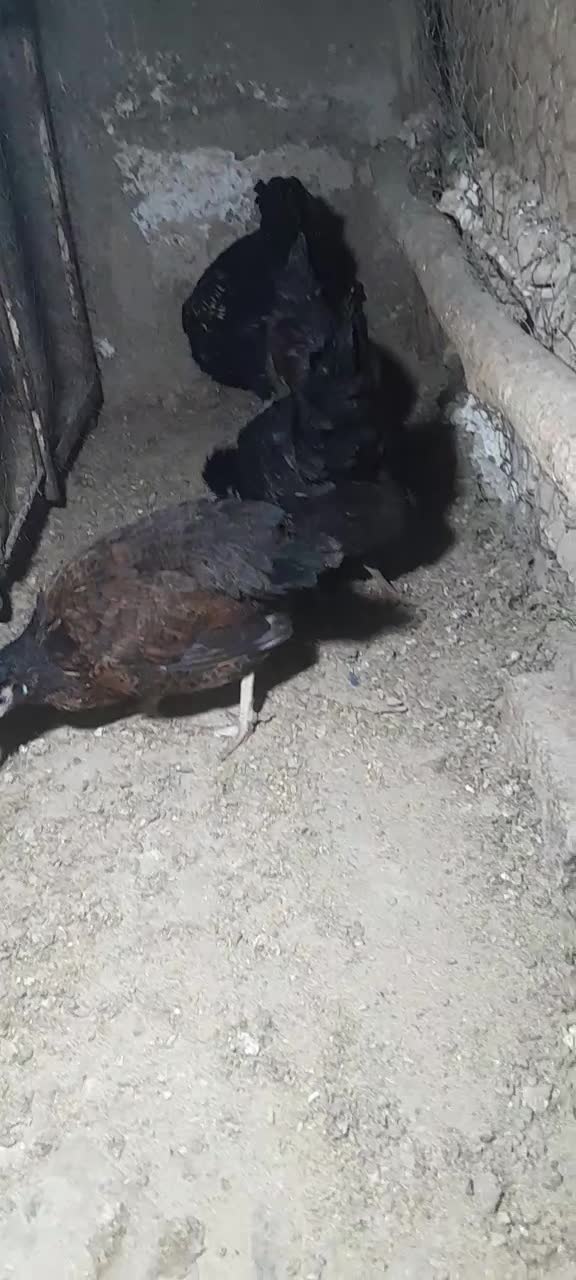 مرغ و خروس مینیاتوری|حیوانات مزرعه|پیشوا, |دیوار