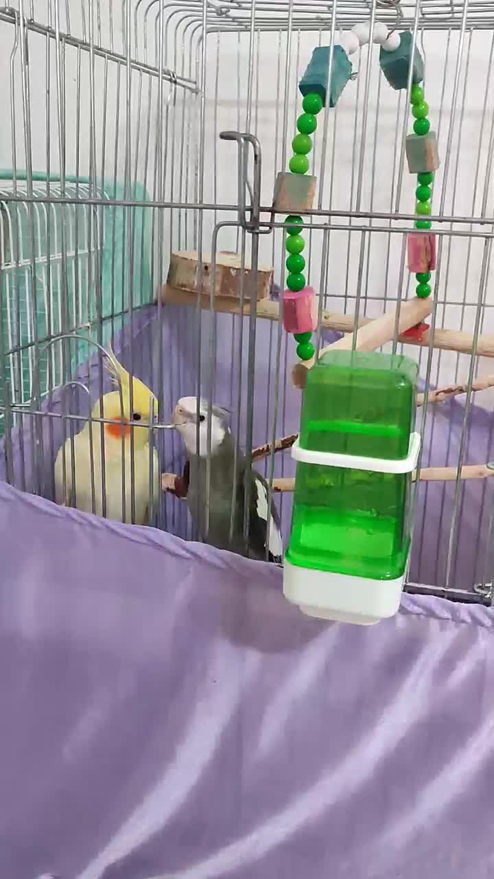 فروش عروس هلندی مولد به همراه تخم|پرنده|تولم شهر, |دیوار