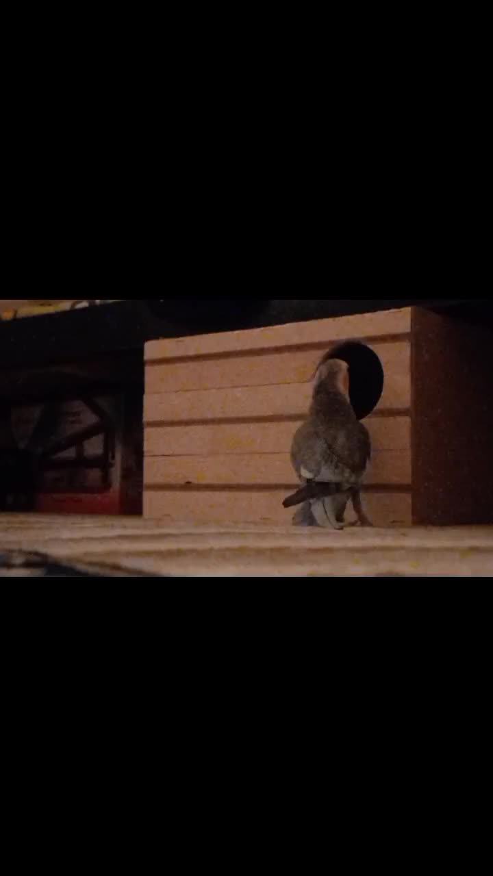 یک جفت عروس هلندی رام و دستی|پرنده|سپیدان, |دیوار