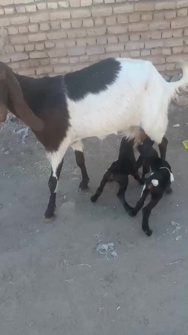 بز پاکستانی|حیوانات مزرعه|تربت جام, کشتارگاه|دیوار