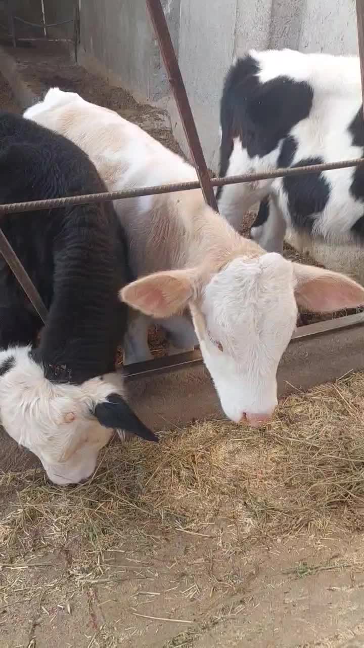 3راس گوساله فروشی|حیوانات مزرعه|بشاریات, |دیوار