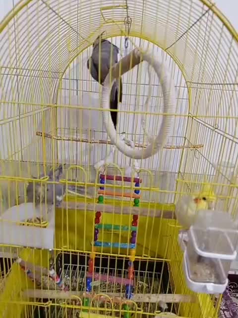 پرنده|پرنده|نسیمشهر, |دیوار