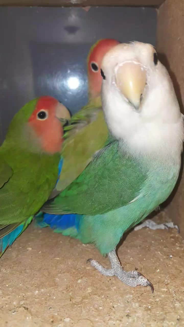 کوتوله برزیلی|پرنده|میبد, |دیوار