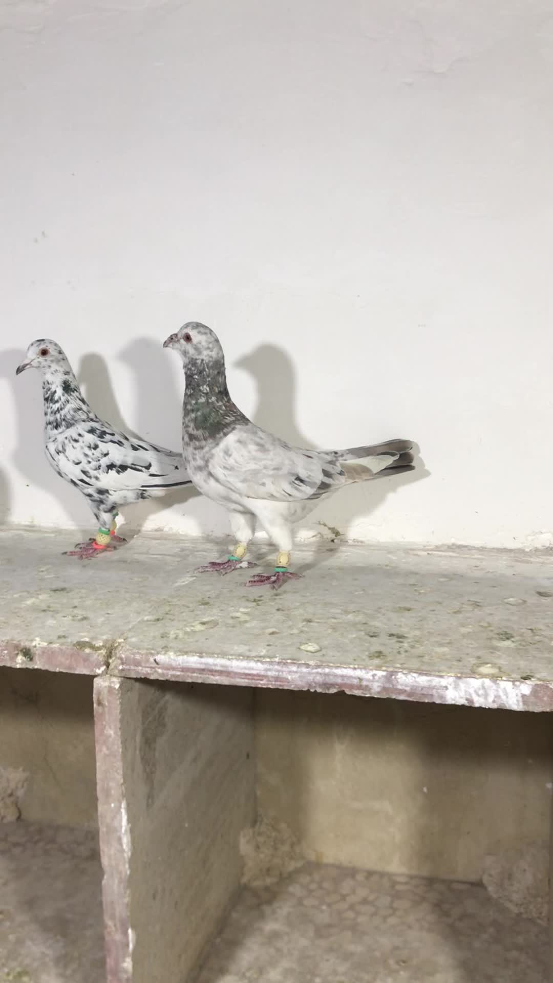 کبوتر پرنده|پرنده|قزوین, |دیوار