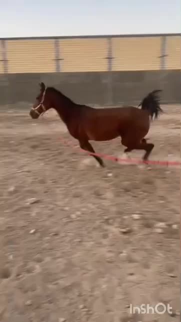 اسب مادیان اصیل|اسب و تجهیزات اسبسواری|اصفهان, فرودگاه|دیوار