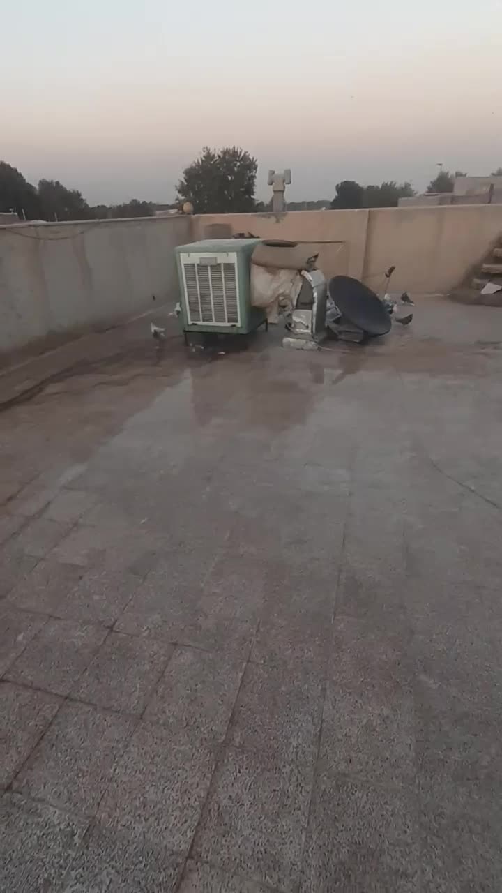 کبوتر اصیل پرشی|پرنده|شهریار, شهرک نماز (دینار آباد)|دیوار