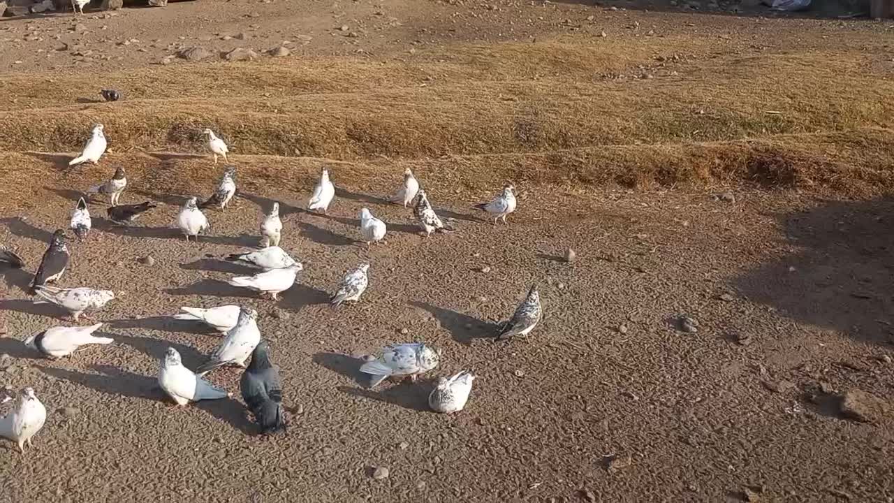 فروش 70 عدد کبوتر پرشی. مشگینشهر دونه ای 300تومان|پرنده|مشگین شهر, |دیوار