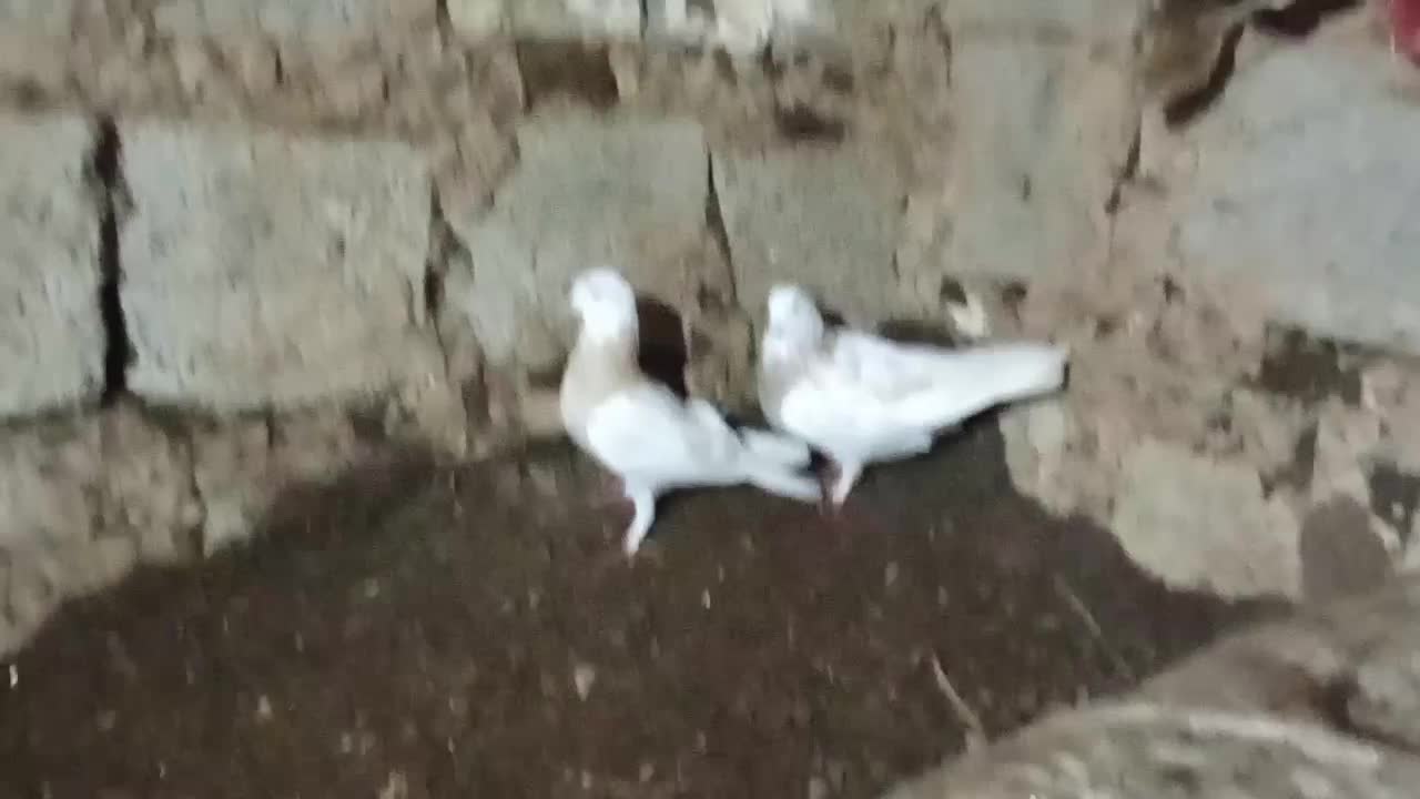 کبوتر|پرنده|سیلوانه, |دیوار