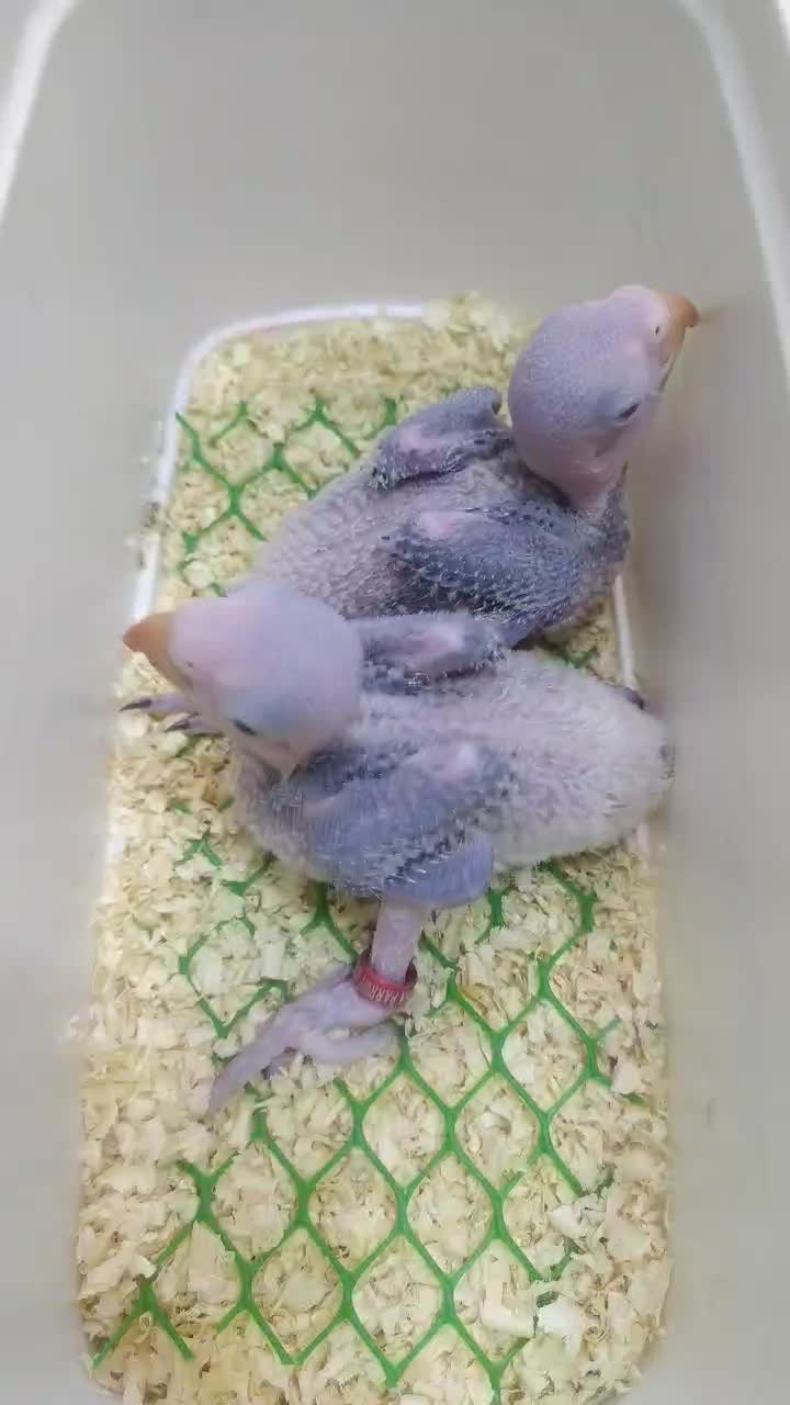 جوجه سرلاکی شاه طوطی  راهب سنگال|پرنده|مشهد, شهید قربانی|دیوار