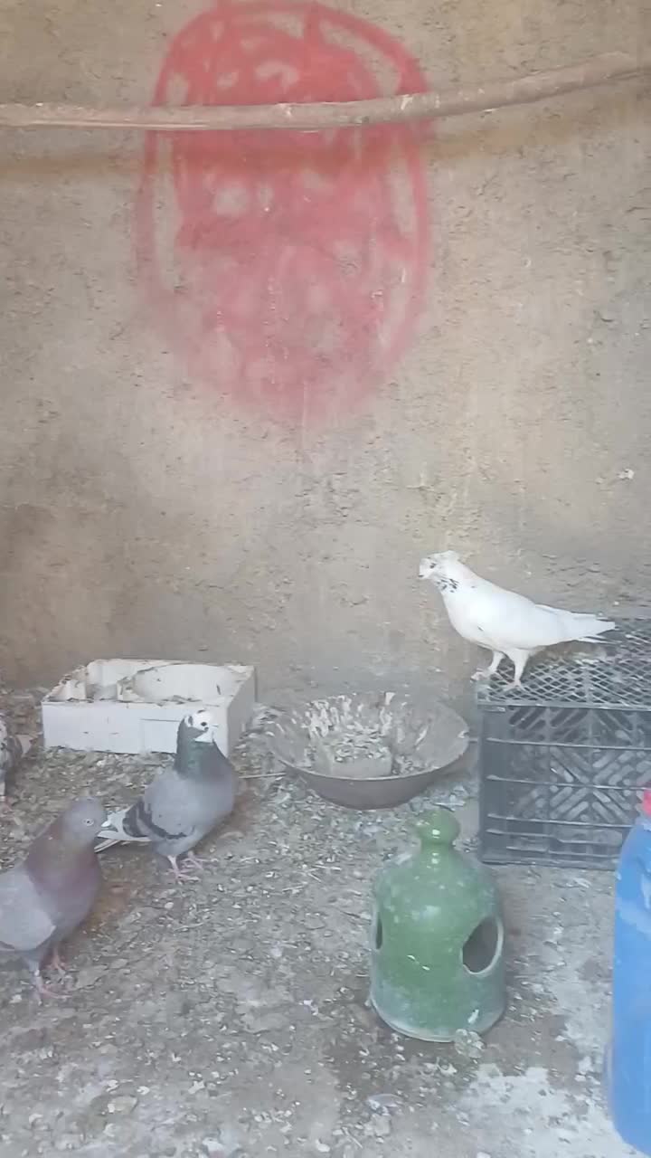 کفتر|پرنده|قره چای, |دیوار