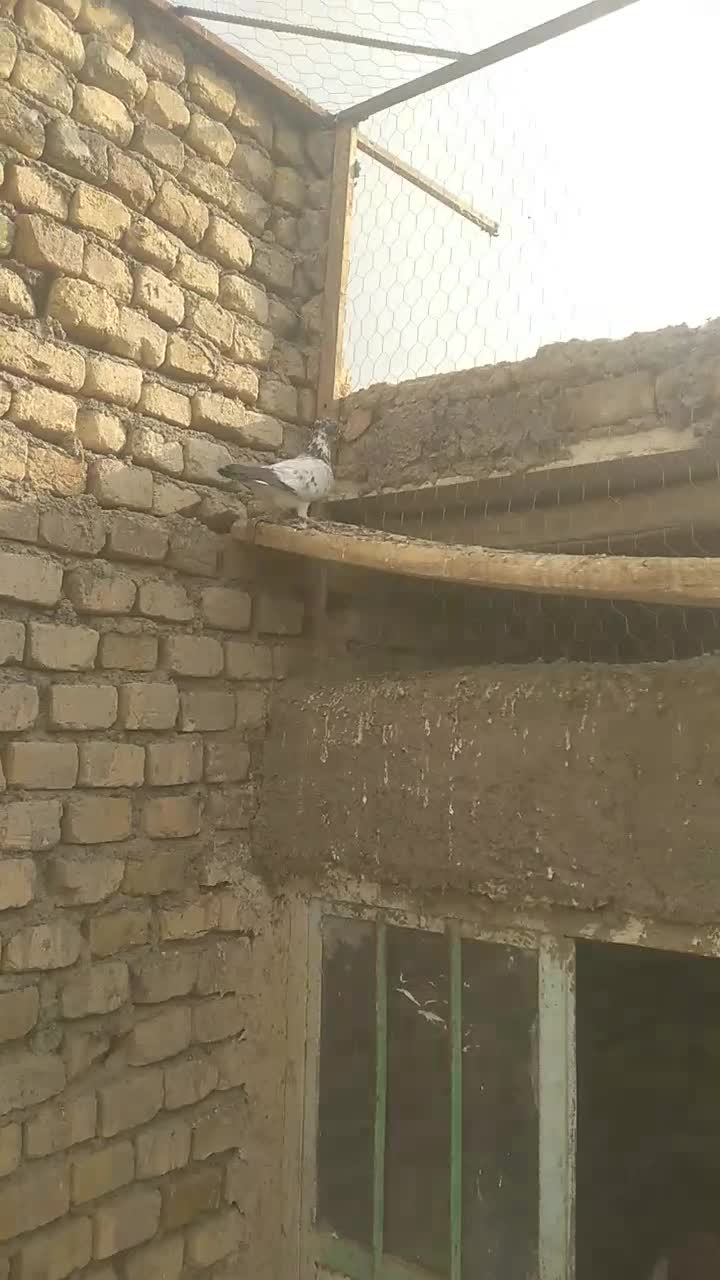 کبوتر|پرنده|خنداب, |دیوار