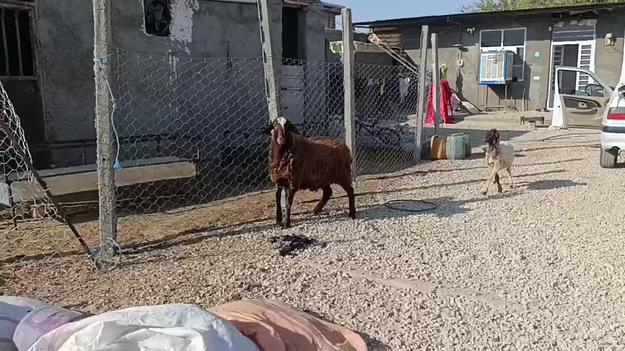 بره قوچ9ماهه همو|حیوانات مزرعه|دره شهر, |دیوار