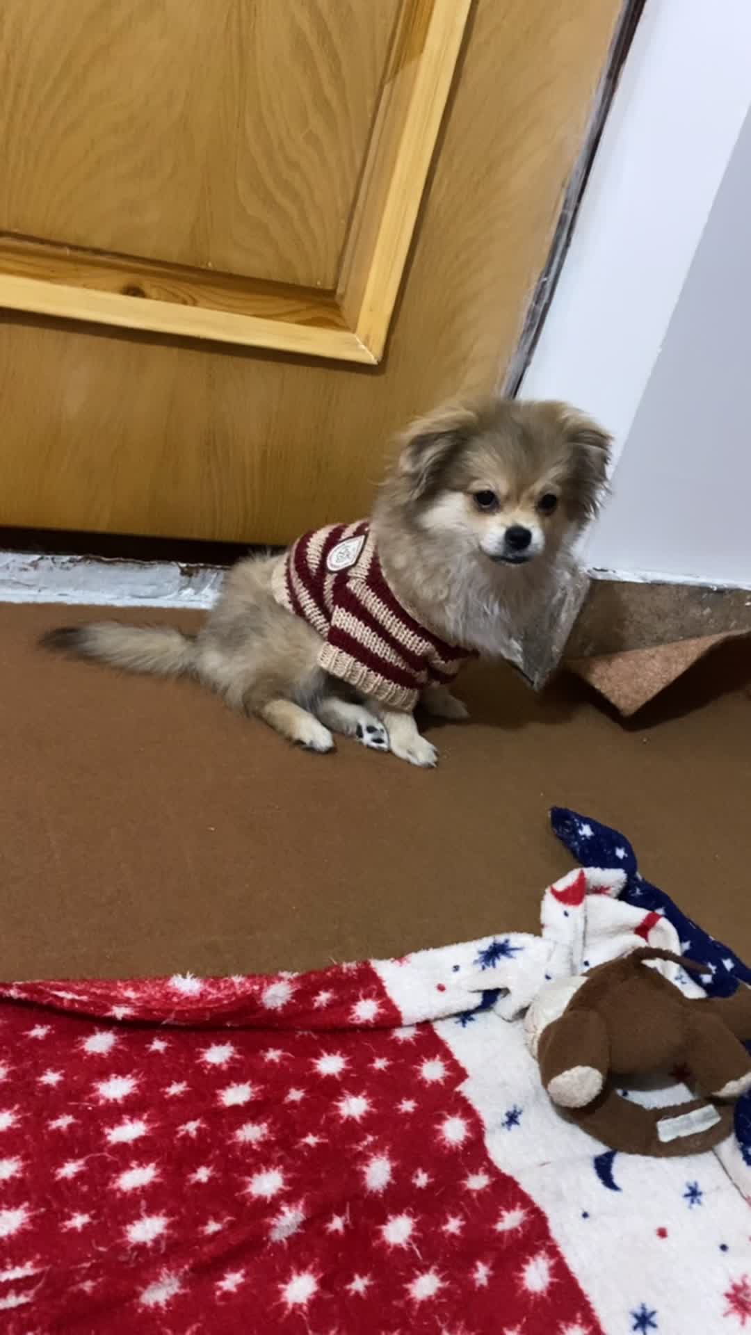 فروش سگ|سگ|اردبیل, |دیوار