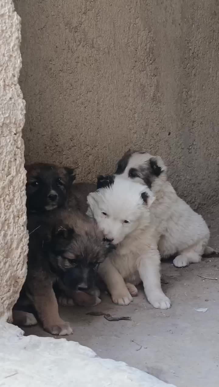 سگ افغان اصیل ماده|سگ|کرج, انبار مپنا|دیوار