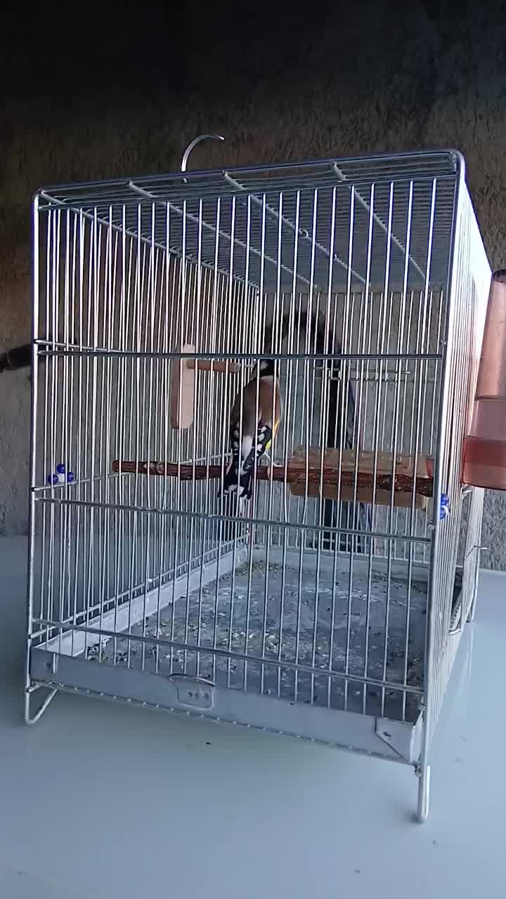 سیره|پرنده|سنندج, |دیوار