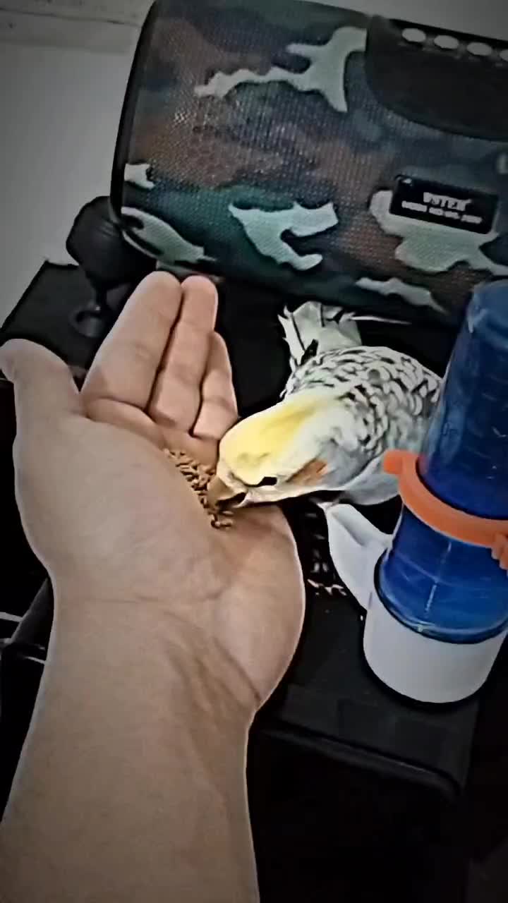 عروس هلندی اهلی|پرنده|تبریز, |دیوار