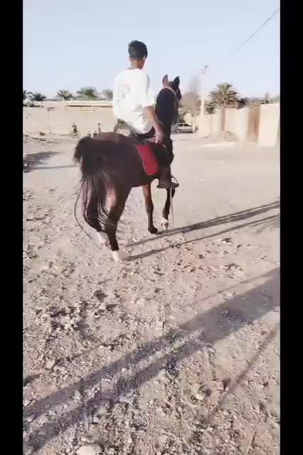 نریون عرب|اسب و تجهیزات اسبسواری|نرماشیر, |دیوار