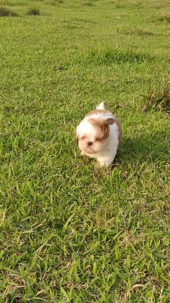 واگذاری شیدزو|سگ|لاهیجان, آهندان|دیوار