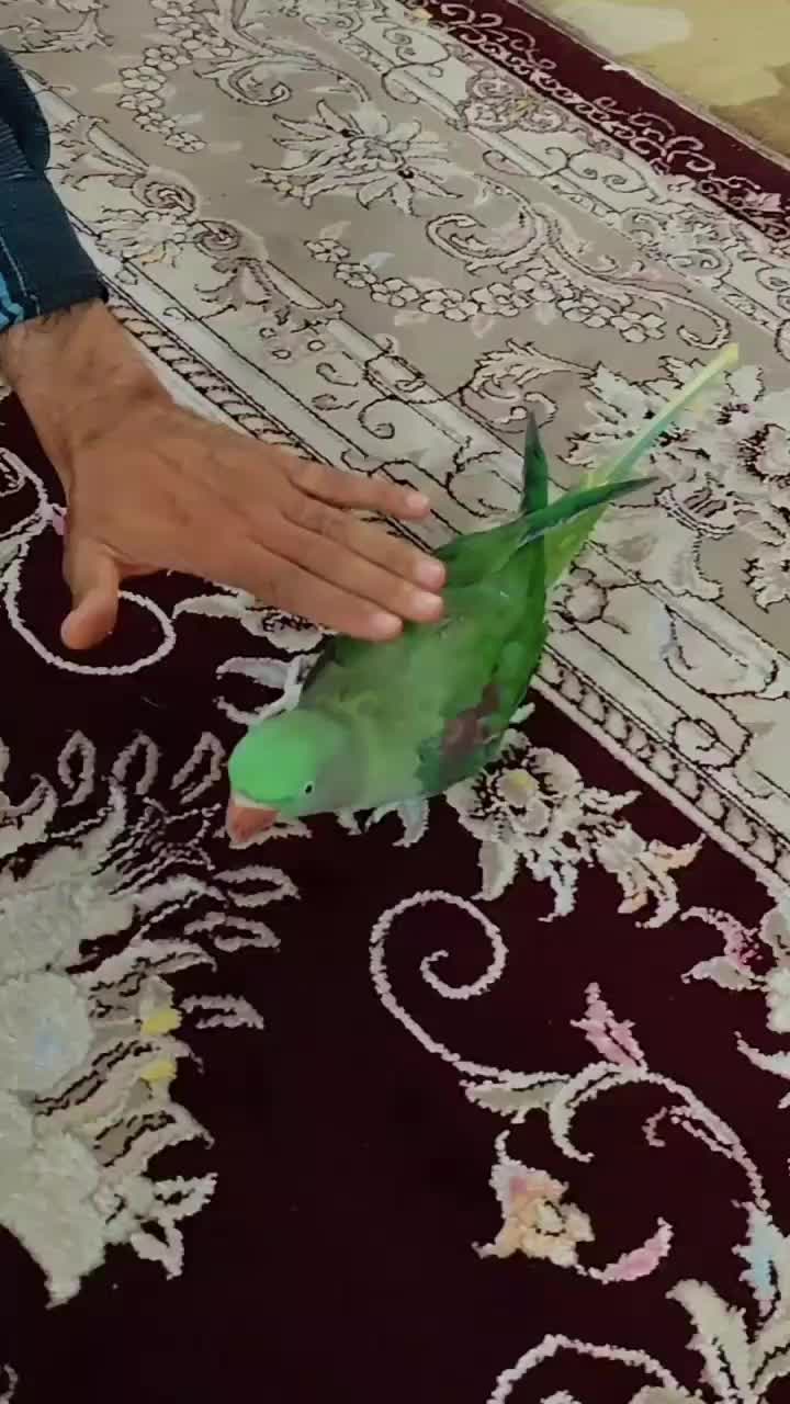 شاه طوطی ماده دستی سخنگو|پرنده|قم, انصارالحسین|دیوار
