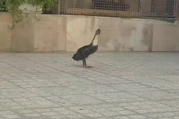 اردک|حیوانات مزرعه|اسلام‌شهر, شهرک مهدیه|دیوار